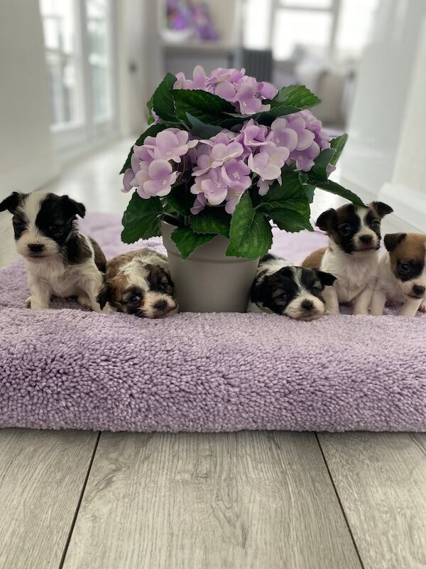 Shih Tzu jack russell for sale in Croydon, Greater London