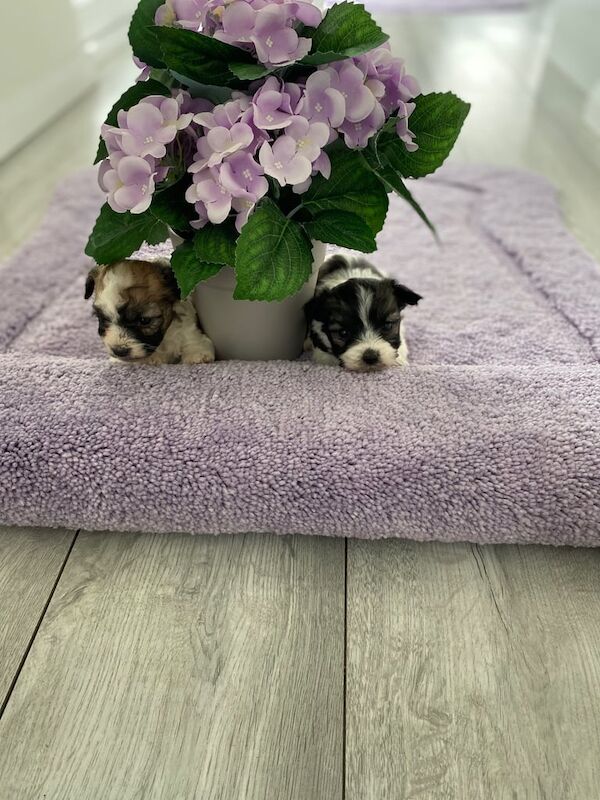 Shih Tzu jack russell for sale in Croydon, Greater London - Image 2