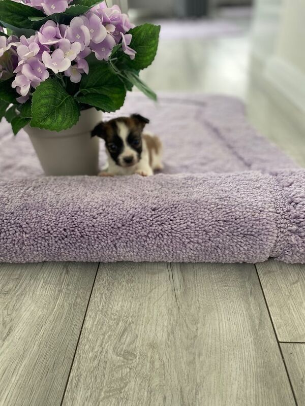 Shih Tzu jack russell for sale in Croydon, Greater London - Image 3
