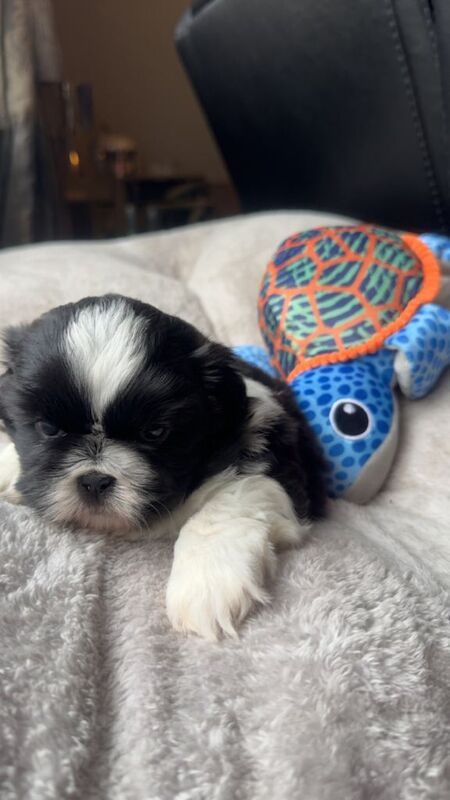 Shih Tzu kc reg female