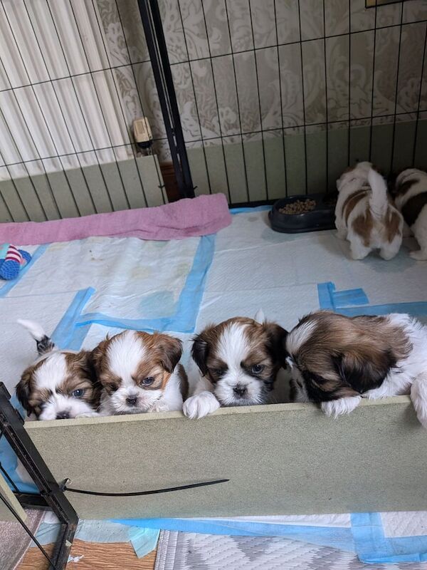 Shih Tzu/Lhasa Apso puppies for sale in Omagh, County Tyrone