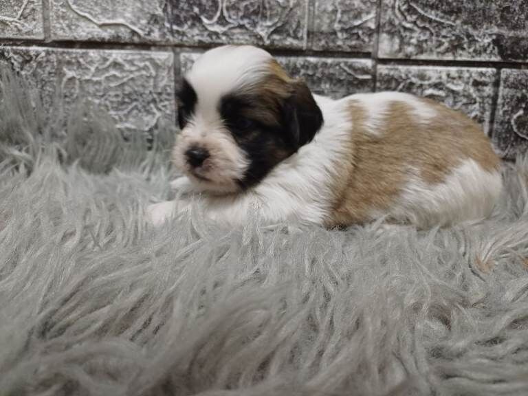Shih Tzu Puppies For Sale