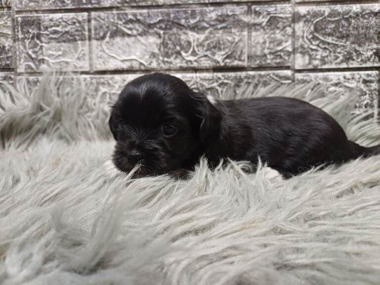 Shih Tzu puppies for sale in Hillsborough, County Down – 4 weeks old - Image 2 of 4