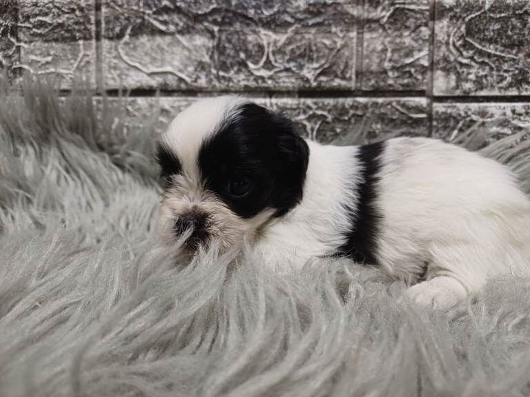 Shih Tzu puppies for sale in Hillsborough, County Down – 4 weeks old - Image 3 of 4