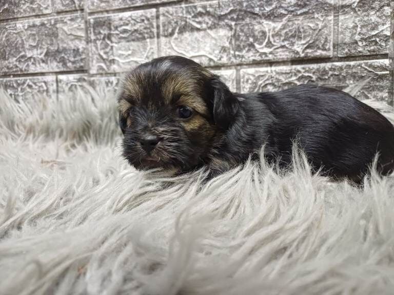 Shih Tzu puppies for sale in Hillsborough, County Down – 4 weeks old - Image 4 of 4