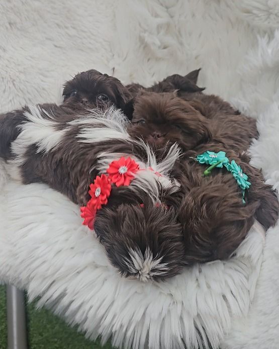 Shih Tzu puppies for sale in Keighley, West Yorkshire – 7 weeks old