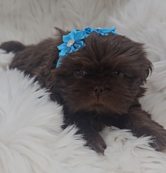 Shih Tzu puppies for sale in Keighley, West Yorkshire – 7 weeks old - Image 2 of 3