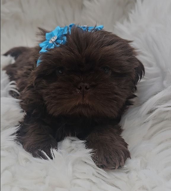 Shih Tzu puppies for sale in Keighley, West Yorkshire – 7 weeks old - Image 3 of 3