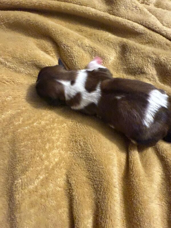 Shih Tzu puppies for sale in Cumbernauld, Dunbartonshire – 1 week old