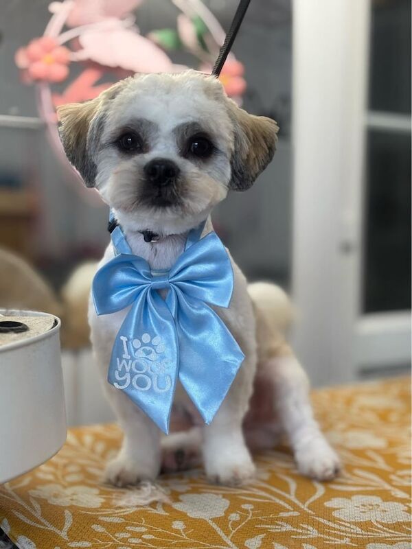 Shih Tzu Male Pup 8 Months for sale in Londonderry, County Londonderry