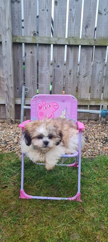 Shih Tzu Male Pup 8 Months for sale in Londonderry, County Londonderry | Image 2