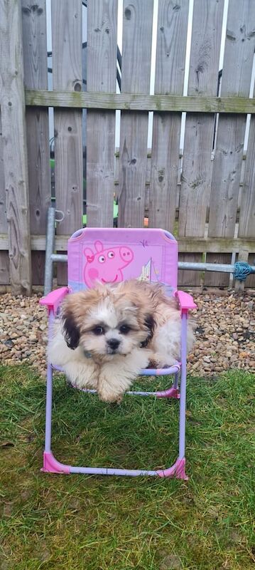 Shih Tzu puppies for sale in Londonderry, County Londonderry – 1 year old - Image 3 of 3