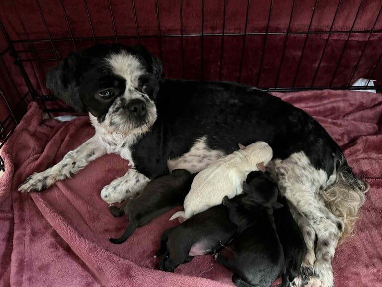 Shih Tzu puppies for sale in Dunmurry, County Antrim – 2 weeks old