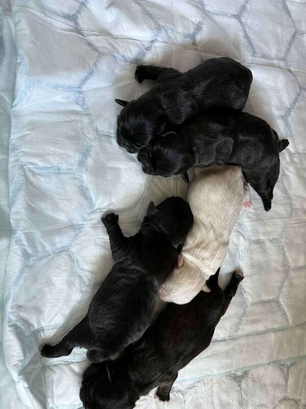 Shih Tzu puppies for sale in Dunmurry, County Antrim – 2 weeks old - Image 2 of 3