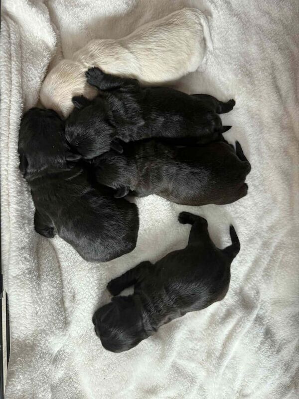 Shih Tzu puppies for sale in Dunmurry, County Antrim – 2 weeks old - Image 3 of 3