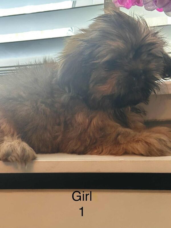 Shih Tzu Puppies For Sale Under £1,000