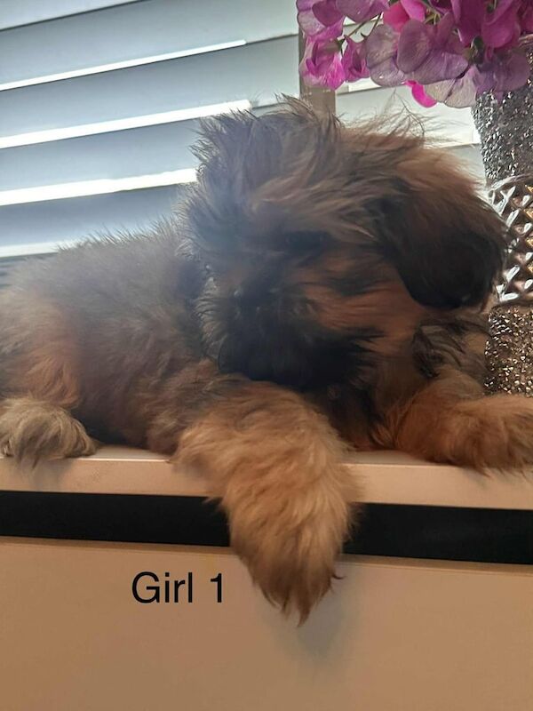 Shih Tzu puppies for sale in North Motherwell, Lanarkshire – 3 months old - Image 3 of 3