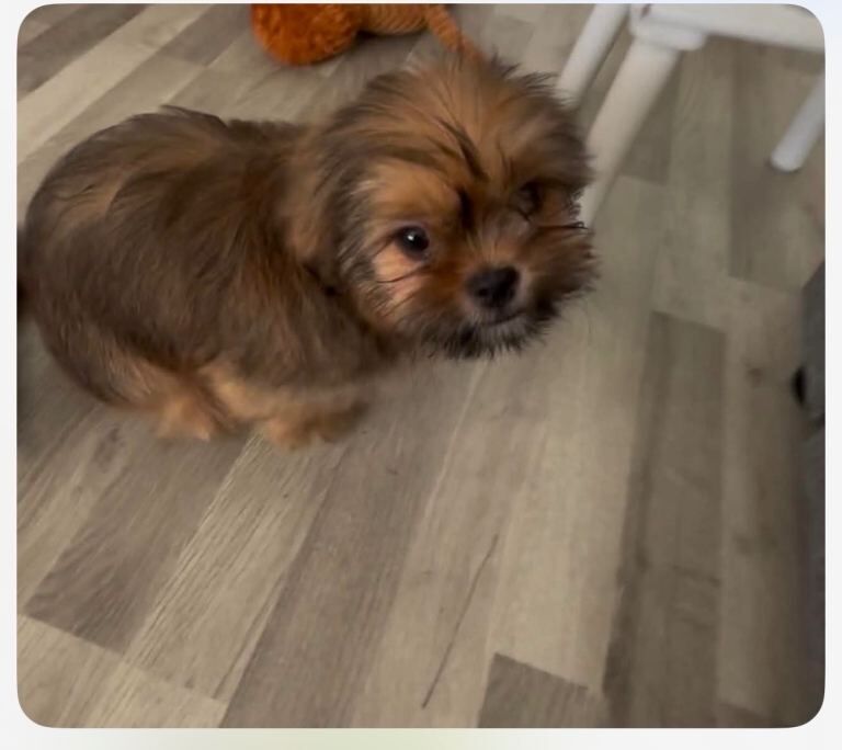 Shih Tzu pup
