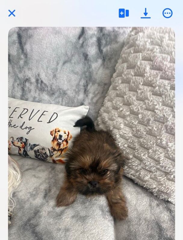 Shih Tzu pup - Image 2 of 4