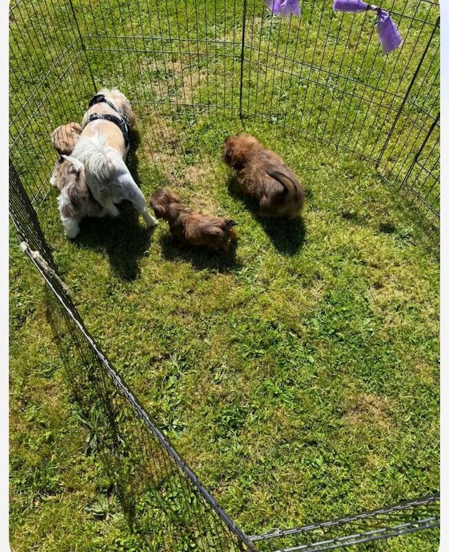 Shih Tzu pup - Image 3 of 4