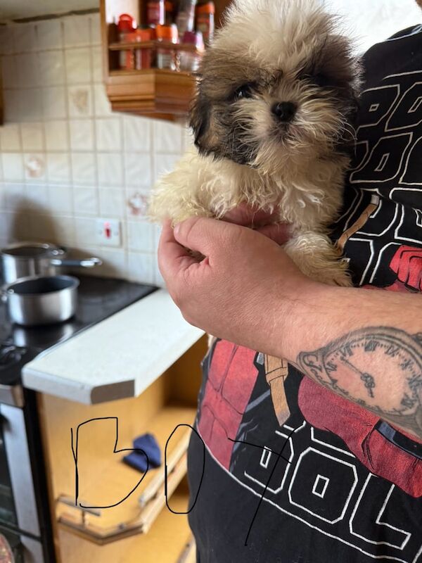 Shih Tzu puppies for sale in Ballinamallard, County Fermanagh – KC registered, 8 weeks old