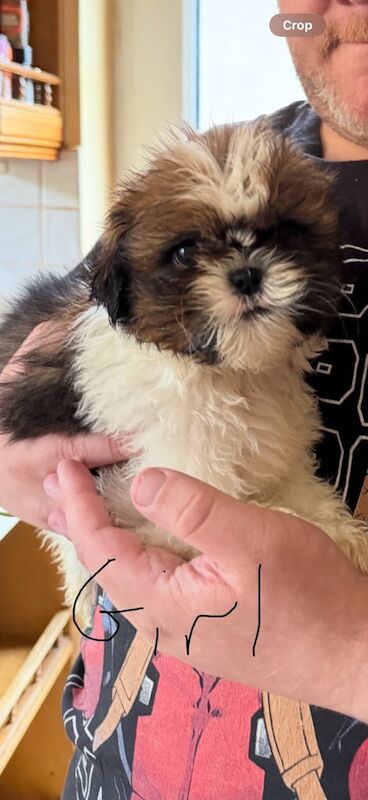 Shih Tzu puppies for sale in Ballinamallard, County Fermanagh – KC registered, 8 weeks old - Image 2 of 2