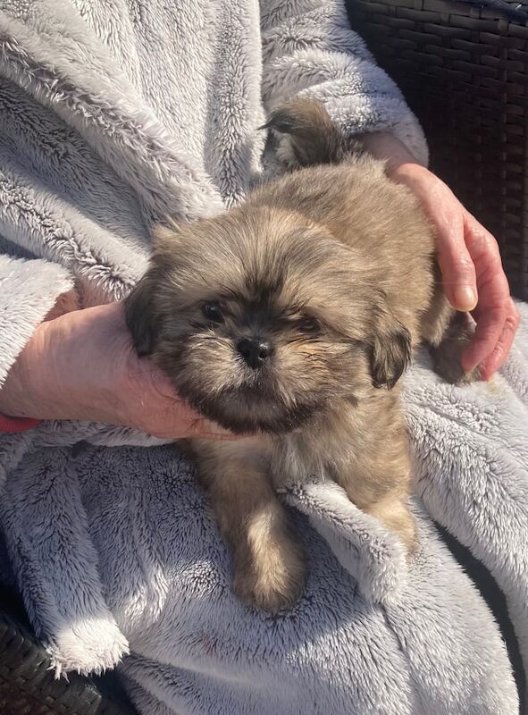 shih tzu puppies - Image 2 of 3