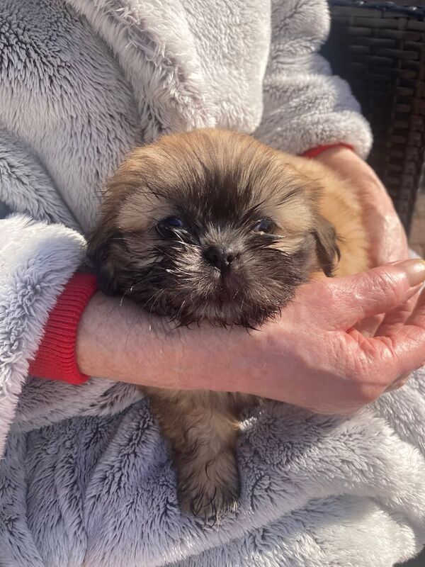shih tzu puppies - Image 3 of 3