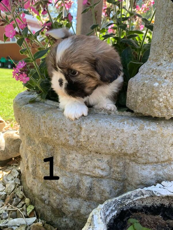 Shih tzu puppies for sale in Gilford, County Down