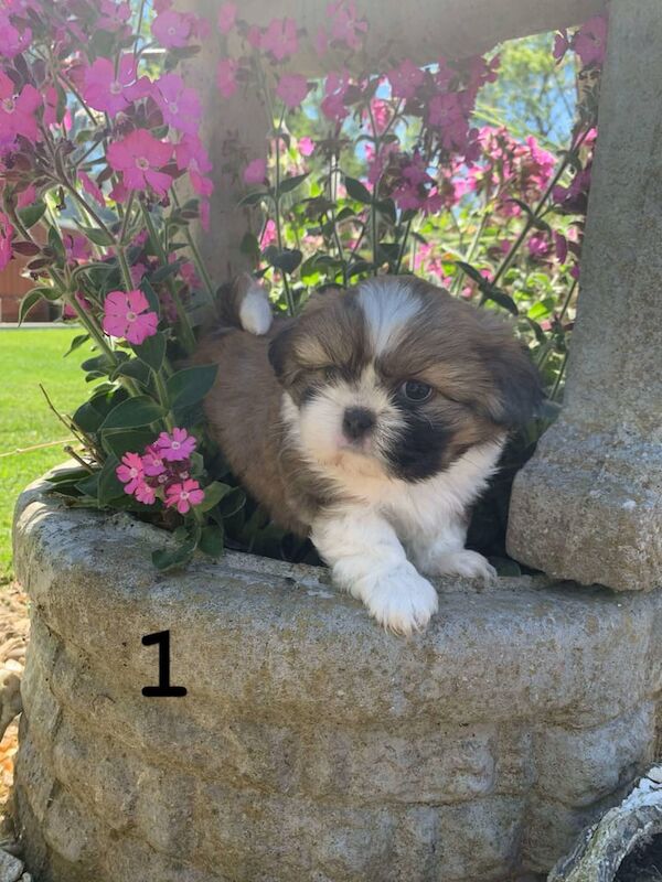 Shih tzu puppies for sale in Gilford, County Down | Image 2