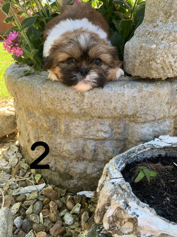 Shih tzu puppies for sale in Gilford, County Down | Image 3