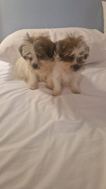 Shih Tzu puppies for sale in South Side, City of Edinburgh