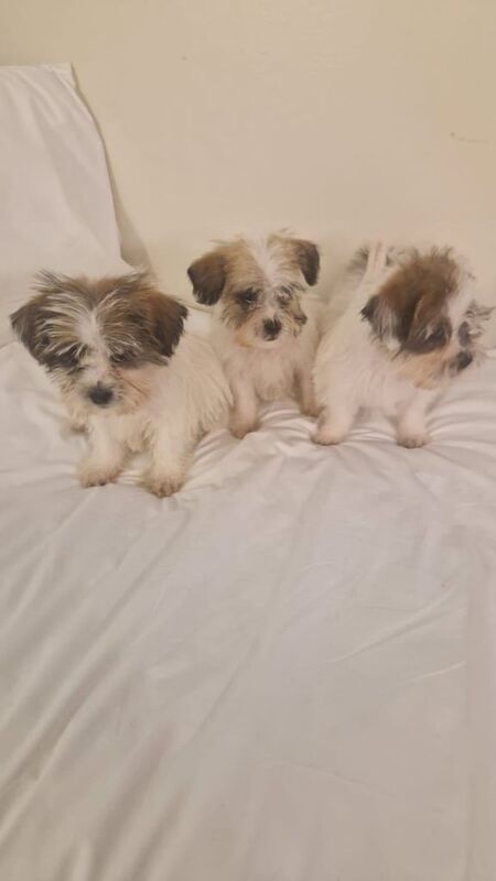 Shih Tzu puppies for sale in South Side, City of Edinburgh – 8 months old - Image 2 of 3