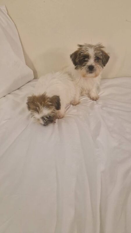 Shih Tzu puppies for sale in South Side, City of Edinburgh – 8 months old - Image 3 of 3