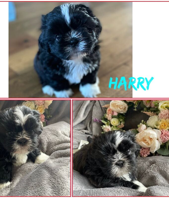 Shih Tzu puppies for sale in Carluke, Lanarkshire