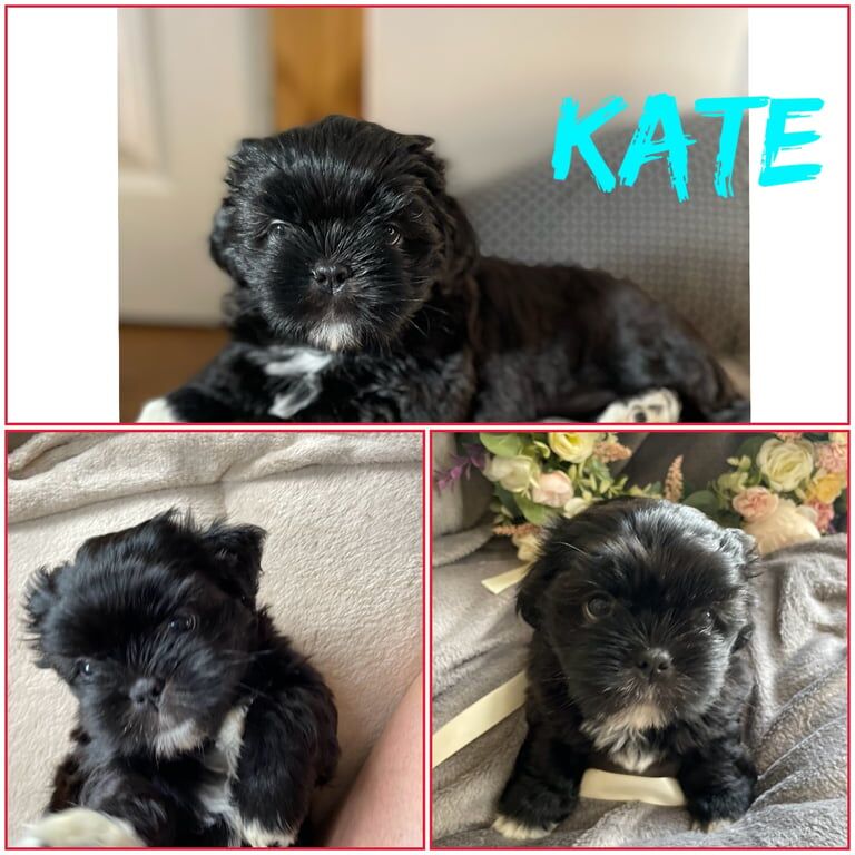 Shih Tzu puppies for sale in Carluke, Lanarkshire | Image 2