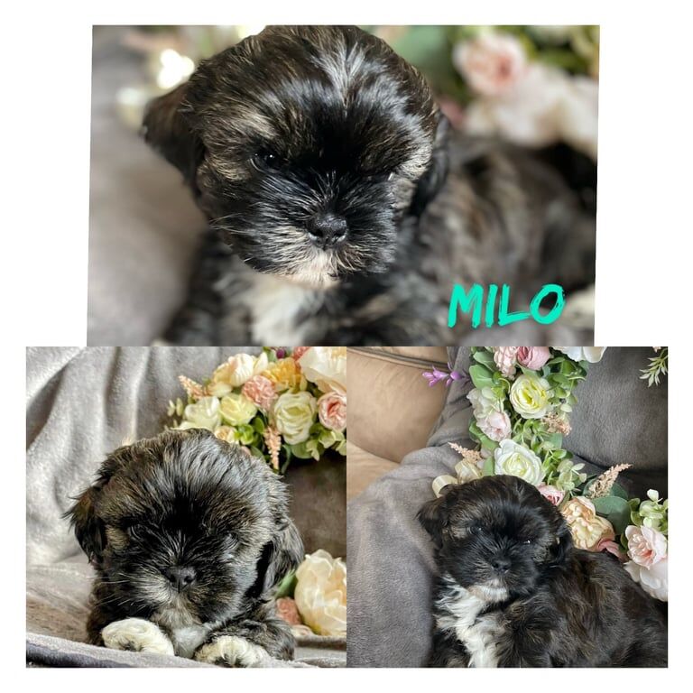 Shih Tzu puppies for sale in Carluke, Lanarkshire | Image 3