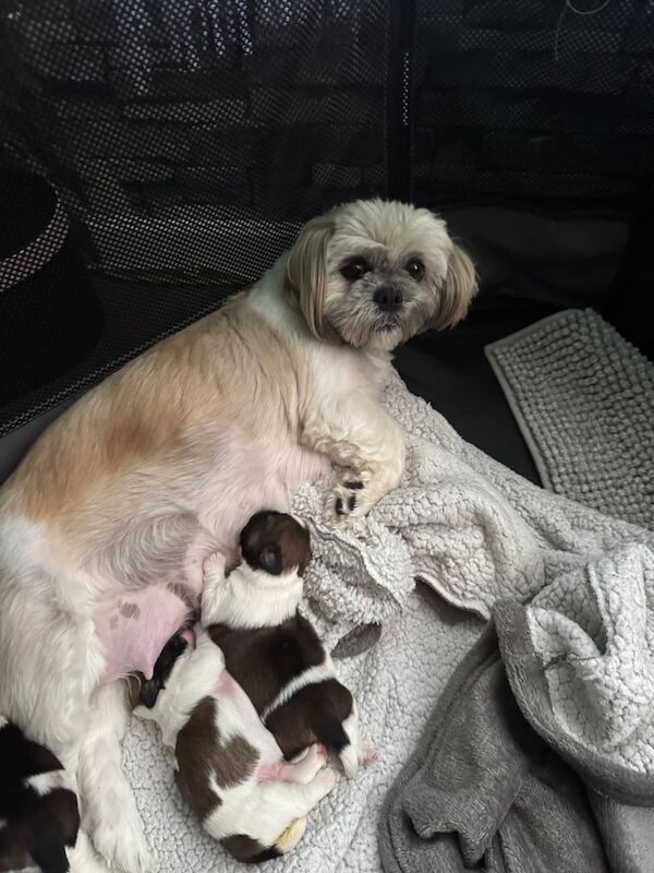 Shih Tzu puppies for sale in Bristol