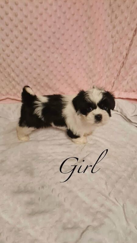 Shih Tzu puppies for sale in Leigh, Greater Manchester – 8 weeks old