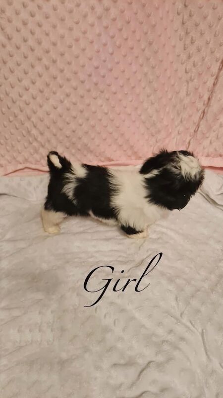 Shih Tzu puppies for sale in Leigh, Greater Manchester – 8 weeks old - Image 2 of 3