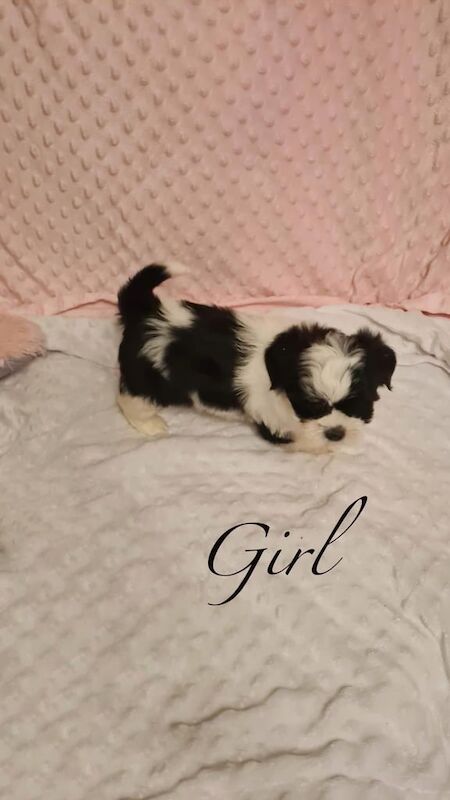 Shih Tzu puppies for sale in Leigh, Greater Manchester – 8 weeks old - Image 3 of 3