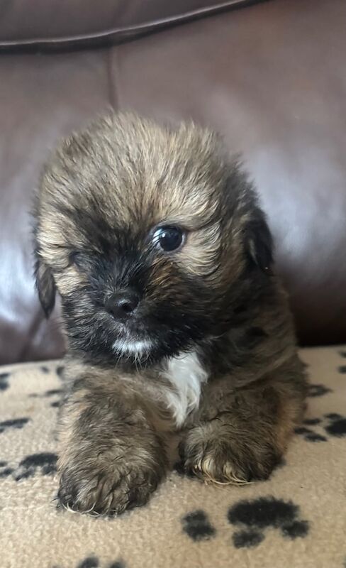Shih Tzu puppies for sale in Portadown, County Armagh – 8 weeks old
