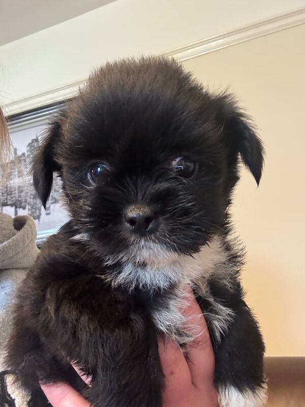 Shih Tzu puppies for sale in Portadown, County Armagh – 8 weeks old - Image 2 of 2