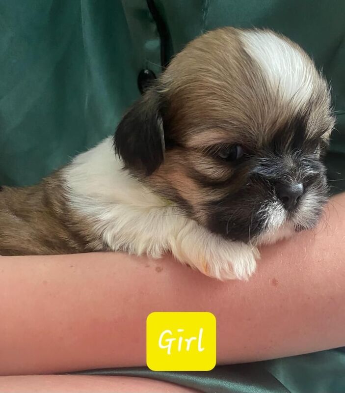 Shih Tzu puppies for sale in Gateshead, Tyne and Wear – 3 weeks old