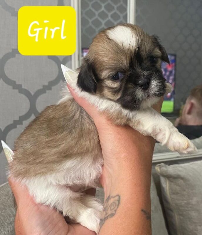 Shih Tzu puppies for sale in Gateshead, Tyne and Wear – 3 weeks old - Image 2 of 3