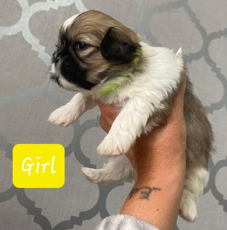Shih Tzu puppies for sale in Gateshead, Tyne and Wear – 3 weeks old - Image 3 of 3