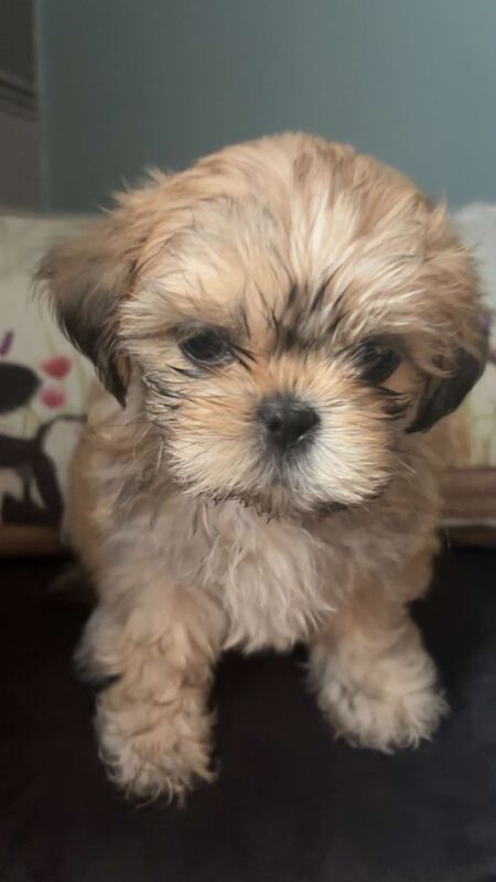 Shih Tzu puppies for sale in Banbridge, County Down – 8 weeks old