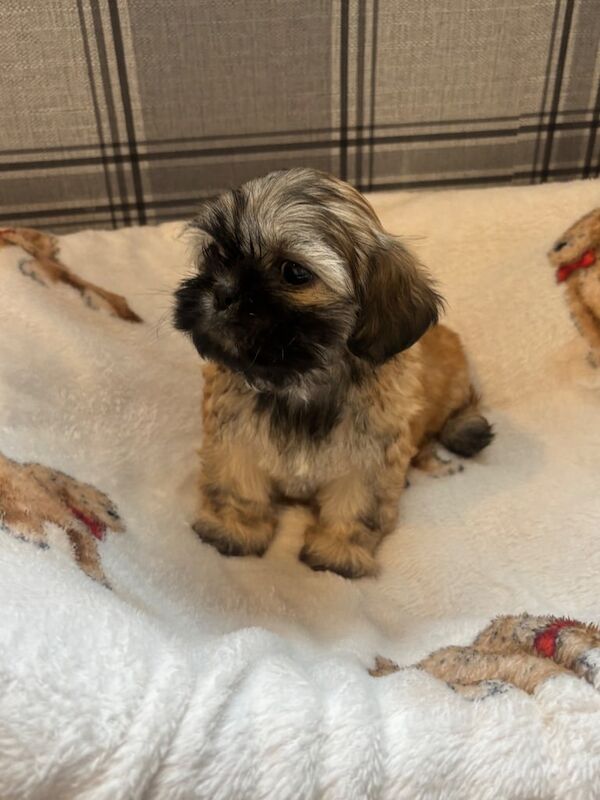 Shih Tzu puppies for sale in Banbridge, County Down – 8 weeks old - Image 2 of 3