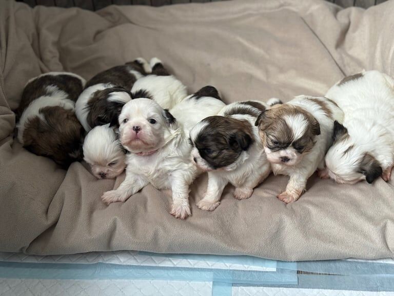 Shih Tzu puppies for sale in Great Sankey, Cheshire – 3 weeks old
