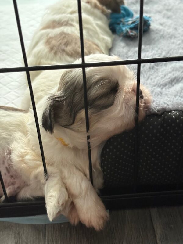 Shih Tzu puppies for sale in Great Sankey, Cheshire – 3 weeks old - Image 2 of 3